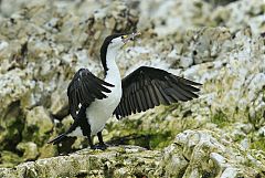 Pied Cormorant